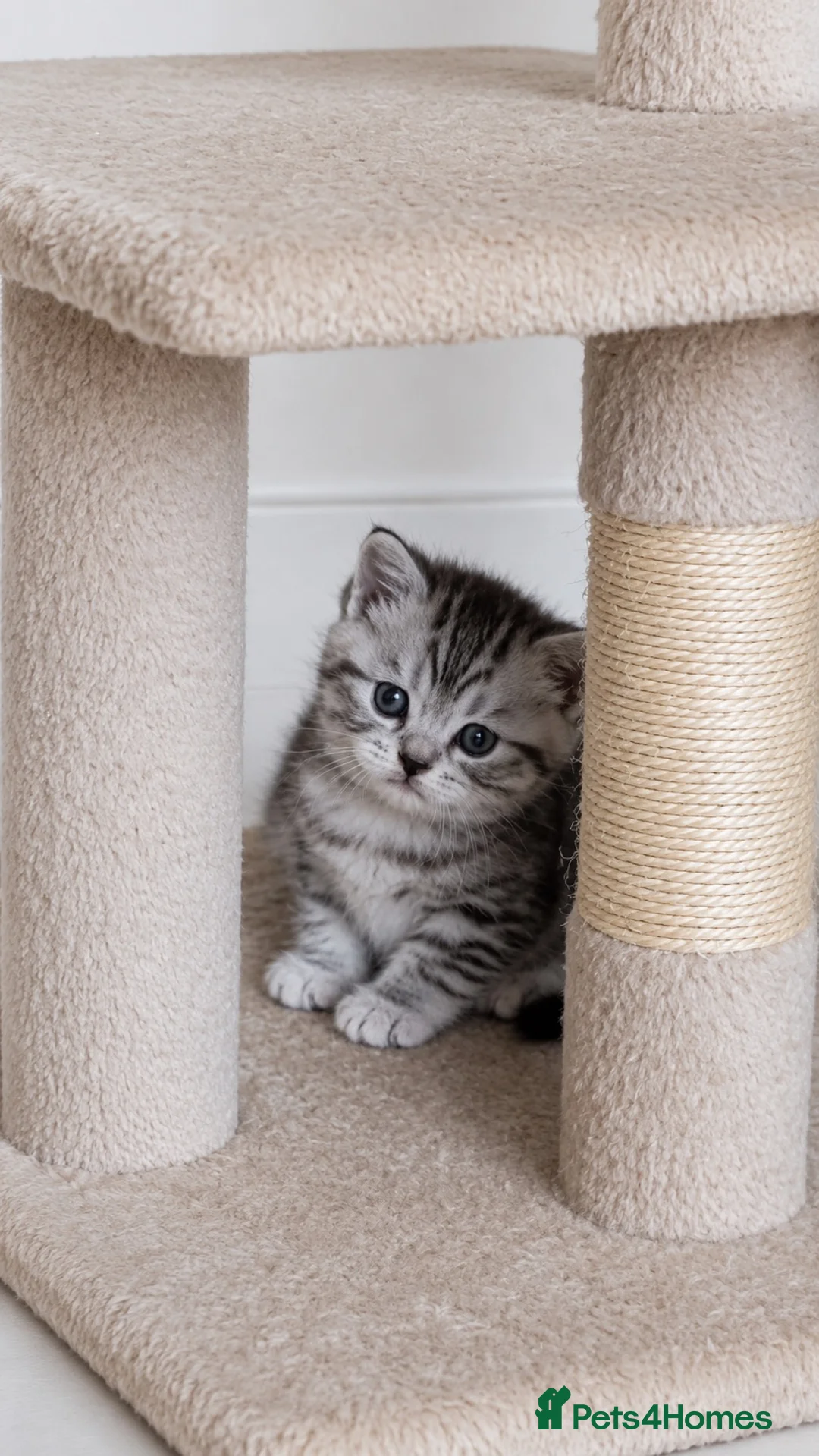 British Shorthair cats for sale: Half British shorthair  - Advert 5