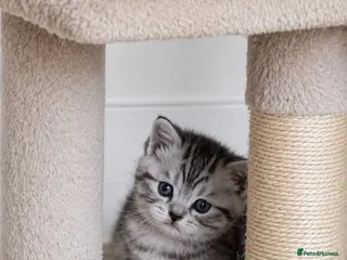British Shorthair cats Half British shorthair - Advert 17