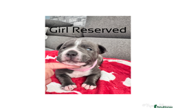 Staffordshire Bull Terrier dogs for sale: Puppy for sale  - Advert 5