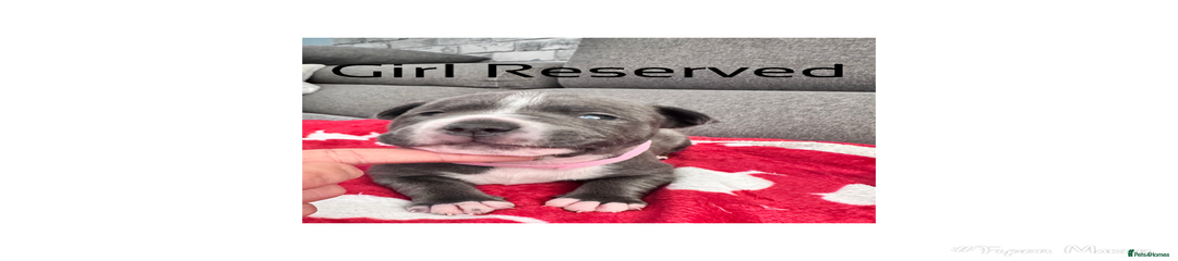 Staffordshire Bull Terrier Puppy 5