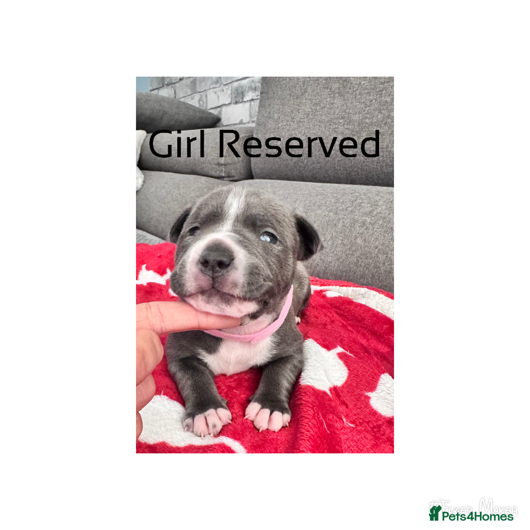 Staffordshire Bull Terrier dogs for sale: Puppy for sale  - Advert 5