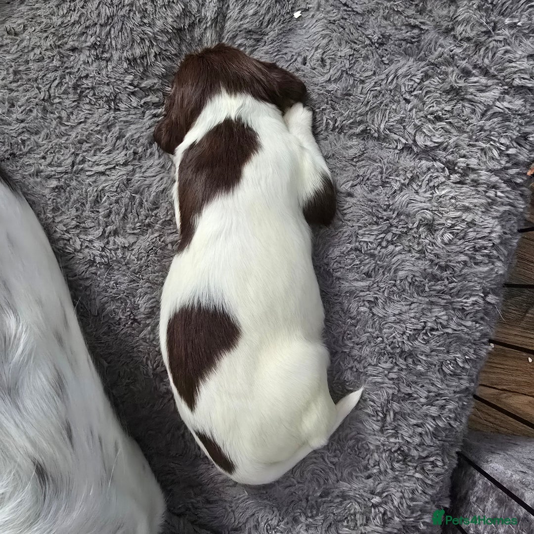 English Springer Spaniel dogs for sale: Stunning Pedigree Registered Pups - Image 23