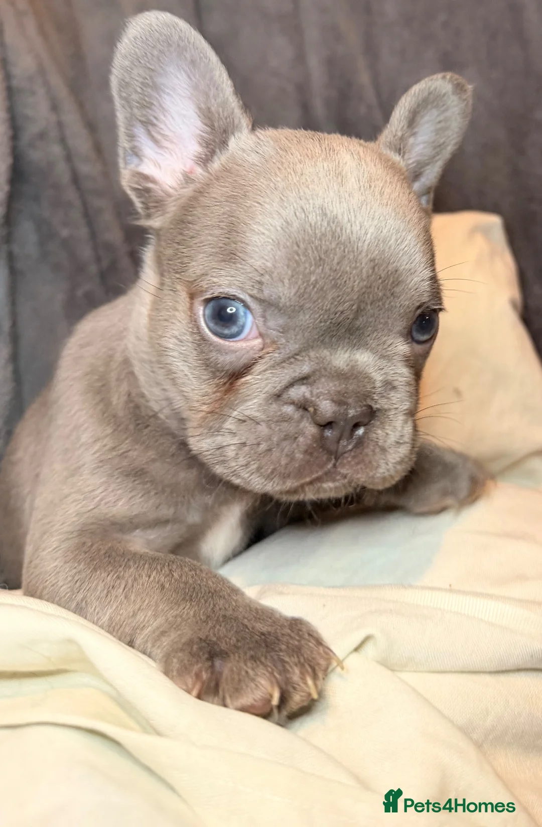 French Bulldog dogs for sale: Pedigree visual fluffy and fluffy carriers - Advert 29