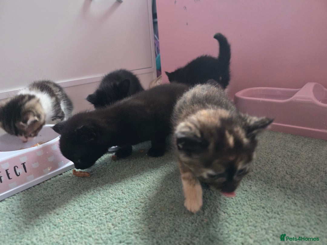 Mixed Breed cats for sale: Mixed breed kittens  - Image 9
