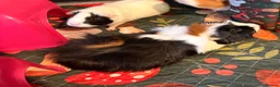 Guinea Pig rodents for sale: 2 friendly girl guineas with c&c cage - Advert 3