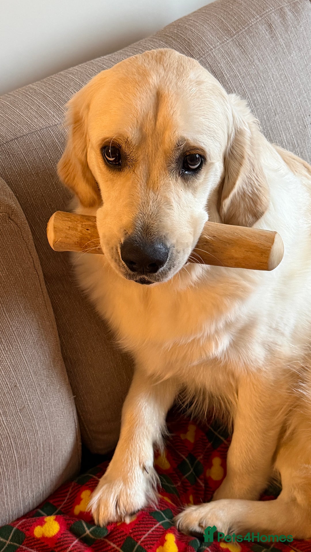 Golden Retriever dogs for sale: 11 month old Golden Retriever male  - Advert 4