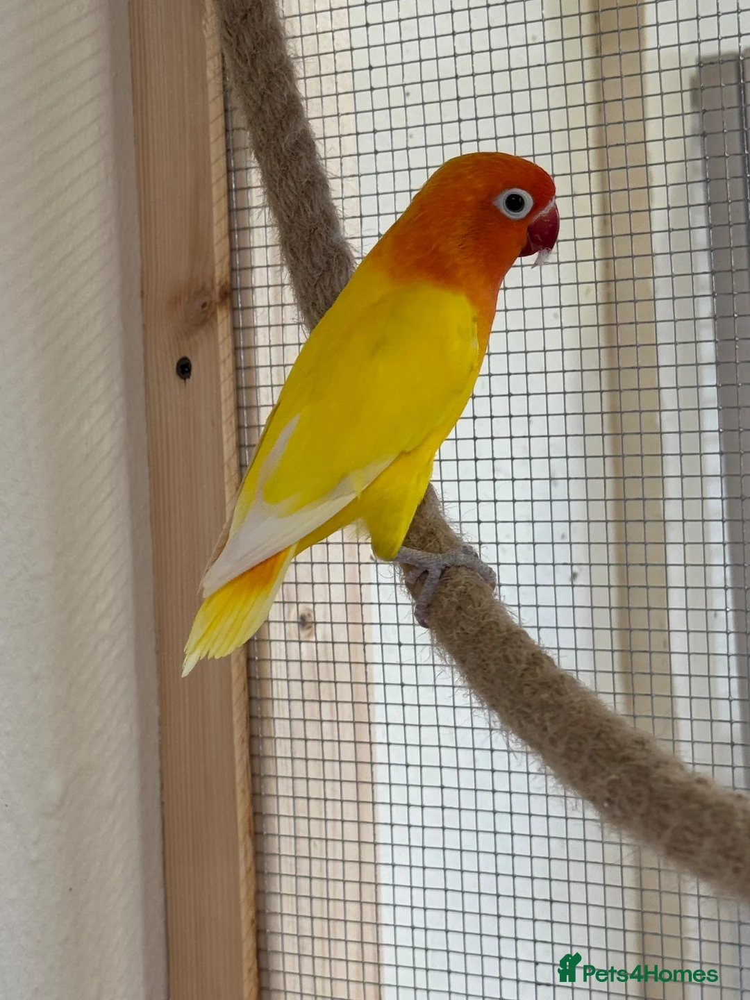 Lovebirds birds for sale: 2 young lutino opaline love bird chicks  - Advert 1