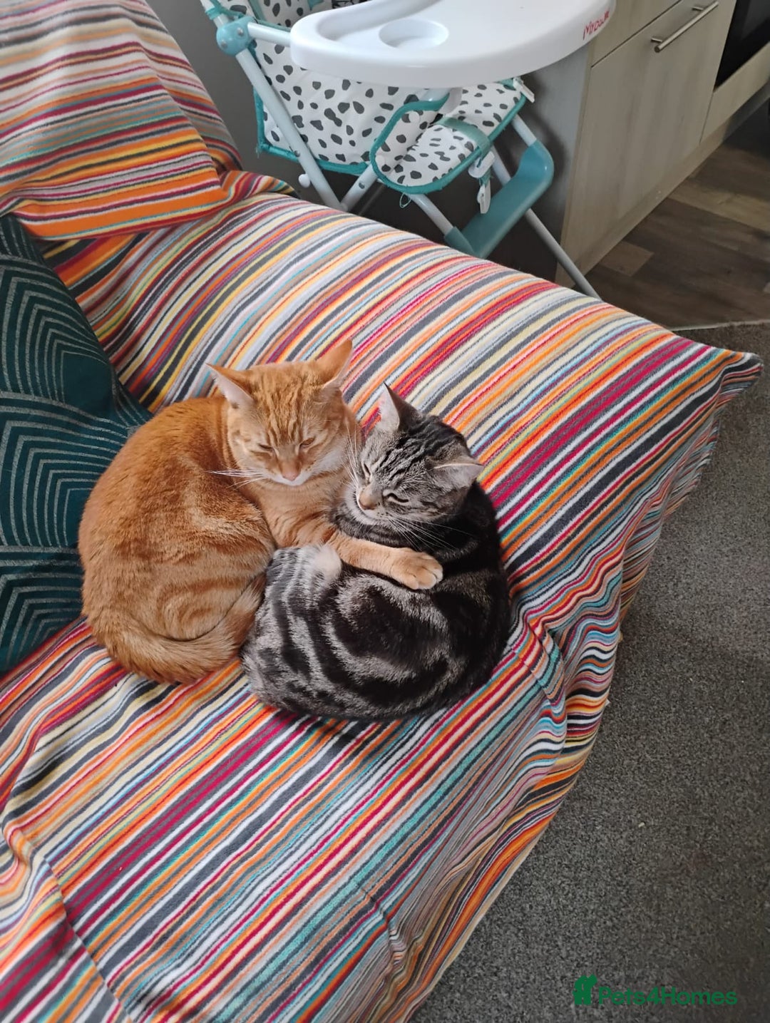 British Shorthair cats for sale: Archie - Image 2