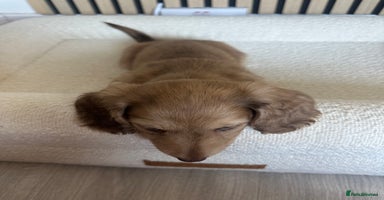 Miniature Dachshund dogs Top quality long haired miniature dachshunds  - Advert 11