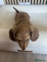 Miniature Dachshund dogs Top quality long haired miniature dachshunds - Advert 6