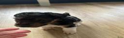 Fox Terrier dogs for sale: Beautiful wire fox terrier  - Advert 9