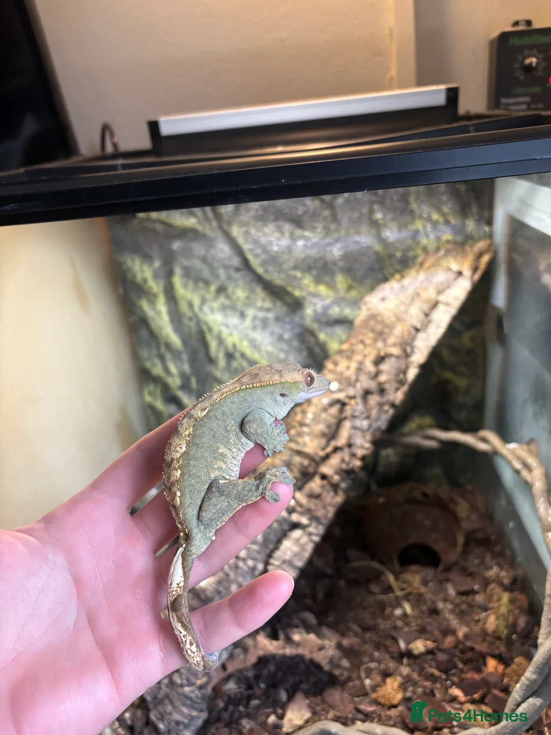 Gecko reptiles for sale: Crested gecko and full bio active set up and stand in Biggleswade - Advert 6
