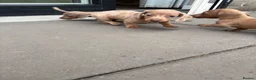 Dachshund dogs for sale: 1 Isabella boy & 1 fawn girl for sale  - Advert 7