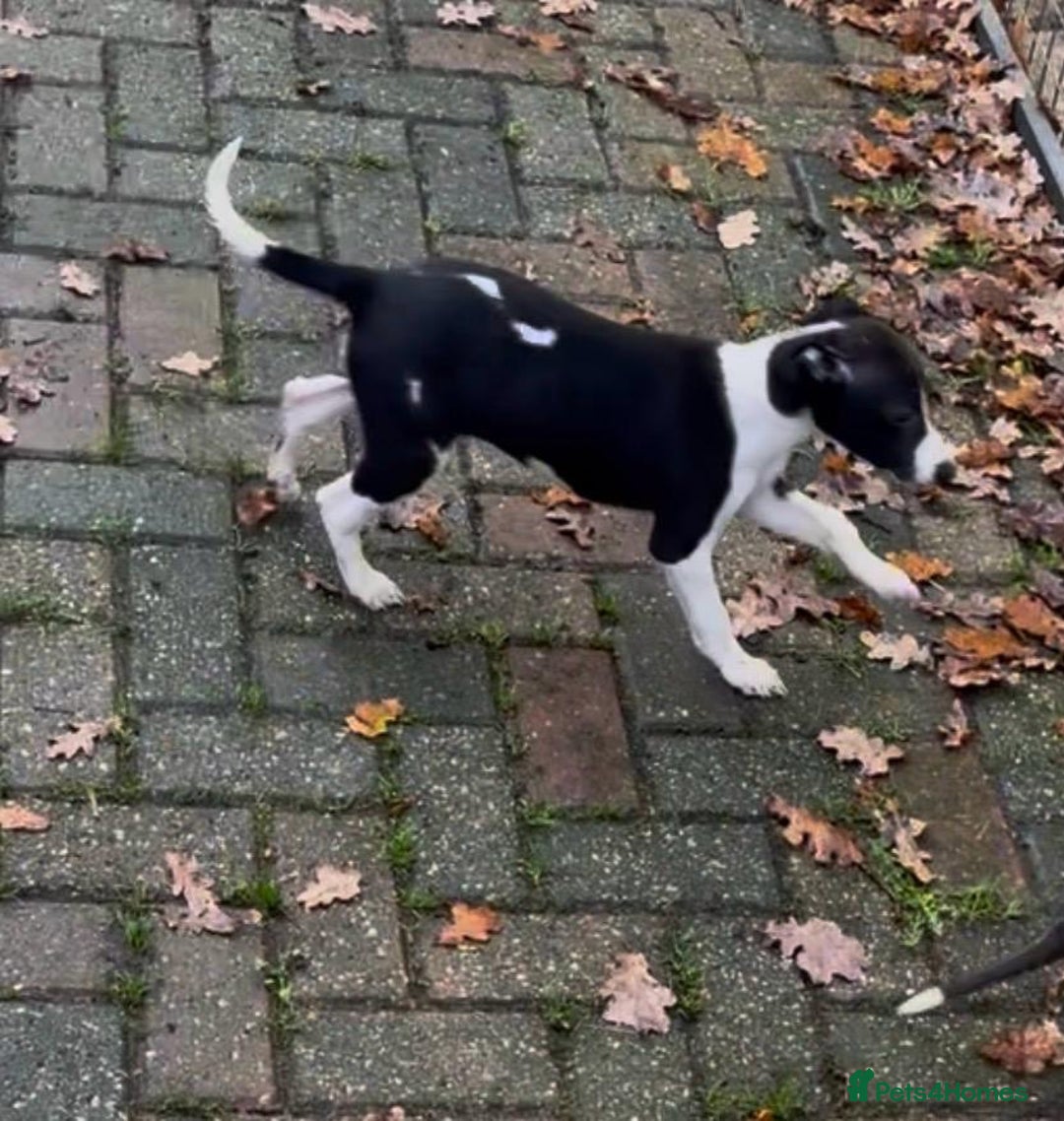 Whippet dogs for sale: Gorgeous whippet puppies for sale  - Advert 9