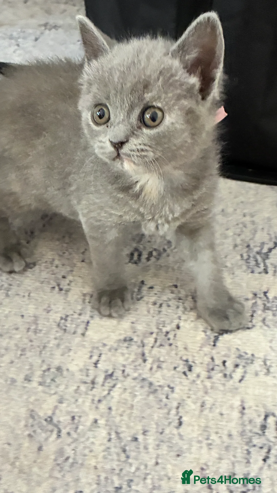 Scottish Fold cats for sale: Beautiful confident Scottish Fold/straight Kittens - Advert 24