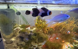 Other/Mixed Breed fish for sale: Full marine setup - Advert 2