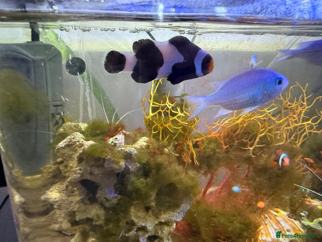 Other/Mixed Breed fish for sale: Full marine setup - Advert 2