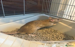 Rat rodents for sale: 2 male rats  - Advert 7