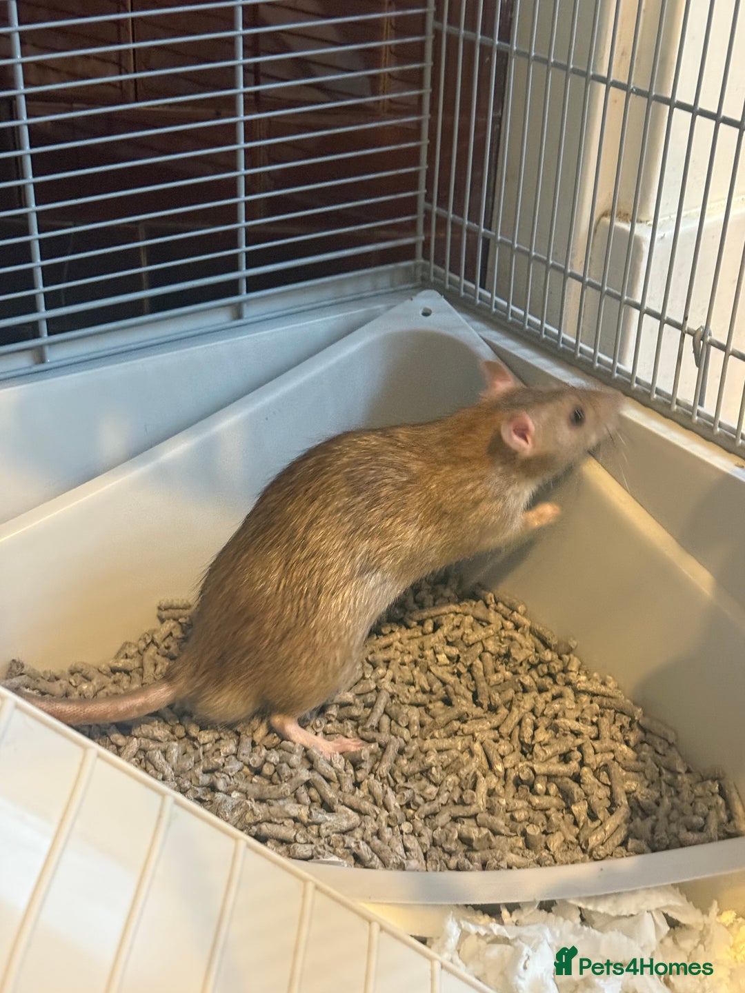 Rat rodents for sale: 2 male rats  - Advert 7