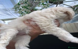 Poochon dogs for sale: F1 poochon puppies   - Image 3