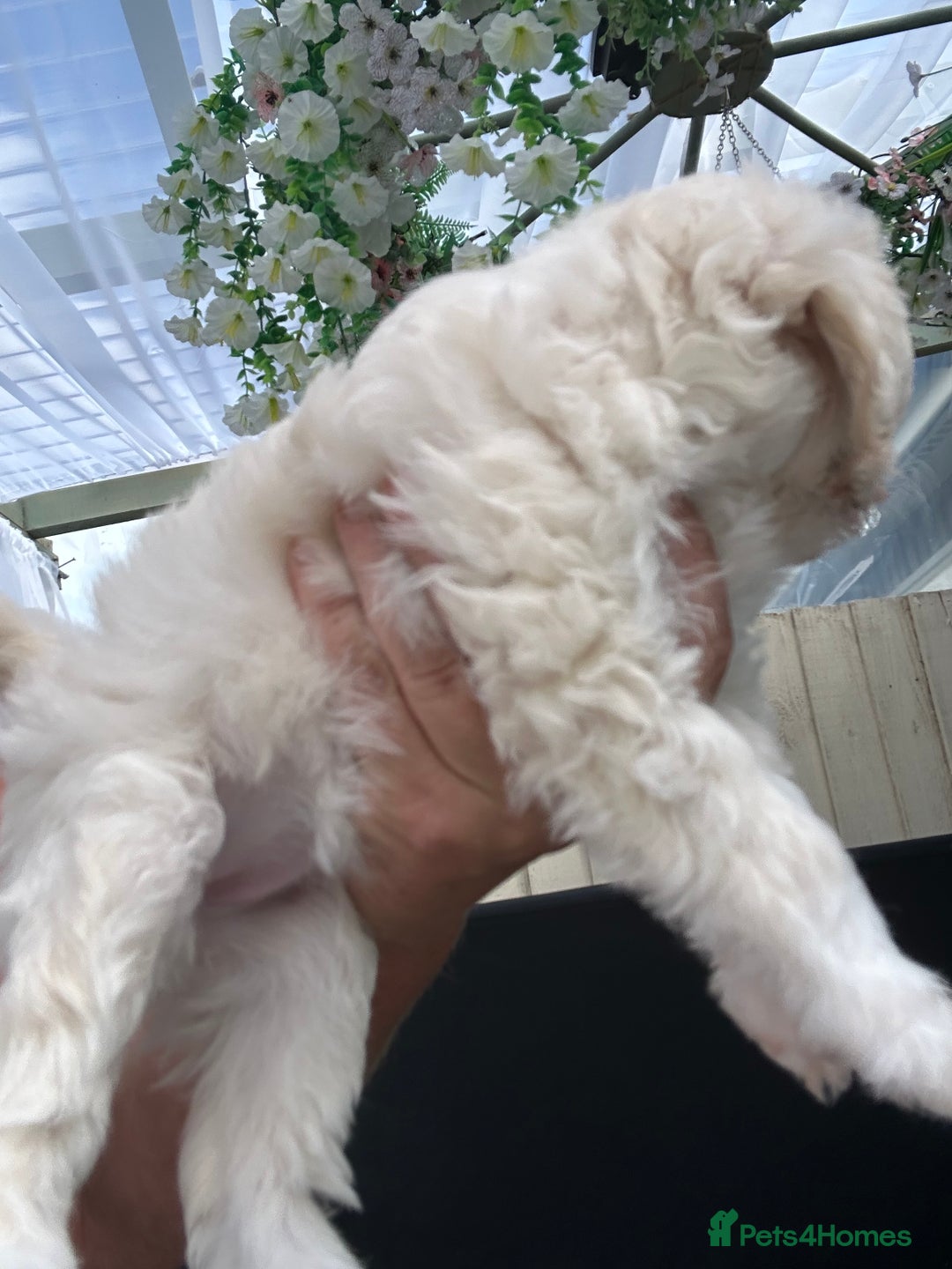 Poochon dogs for sale: F1 poochon puppies   - Image 3