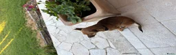 Mixed Breed dogs for sale: Sweet little nutmeg needs her forever home - Advert 5