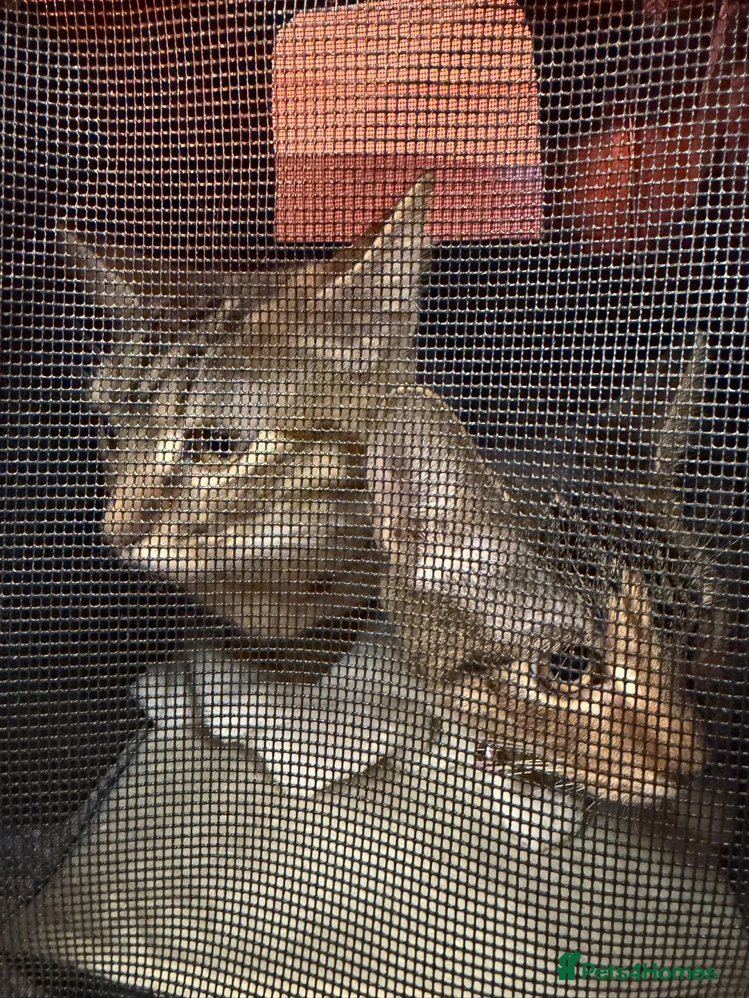 Domestic Shorthair cats for sale: Adorable 5-Month-Old Female Kitten Urgent Rehoming - Advert 2