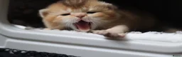 British Shorthair cats for sale: Beautiful TICA Kittens -Exceptional Pedigree Lines - Advert 3
