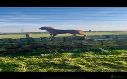 Cocker Spaniel dogs for sale: KC Reg Fox Red Working Cocker Spaniel Male  - Image 5