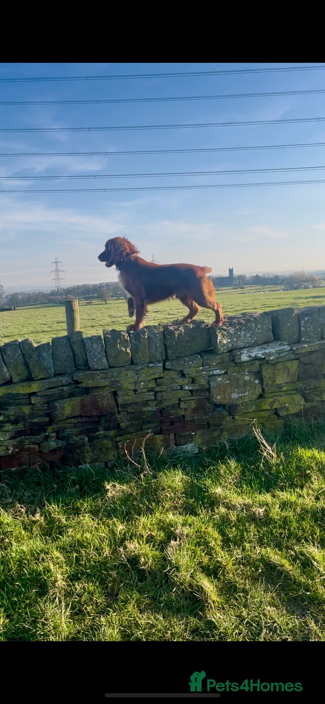 Cocker Spaniel dogs for sale: KC Reg Fox Red Working Cocker Spaniel Male  - Image 5