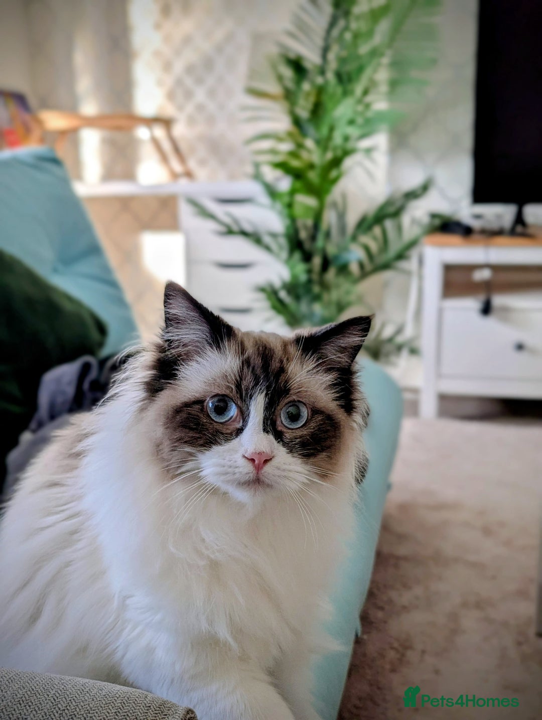 Ragdoll cats for sale: Beautiful Ragdoll Cats – Milo & Caramella - Advert 13