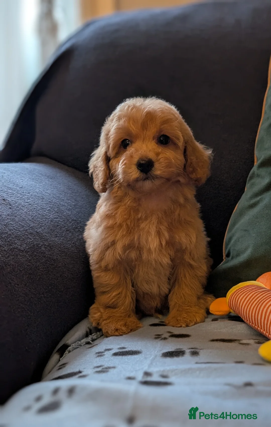 Maltipoo dogs for sale: Toy Maltipoo Puppies - READY NOW - Advert 21