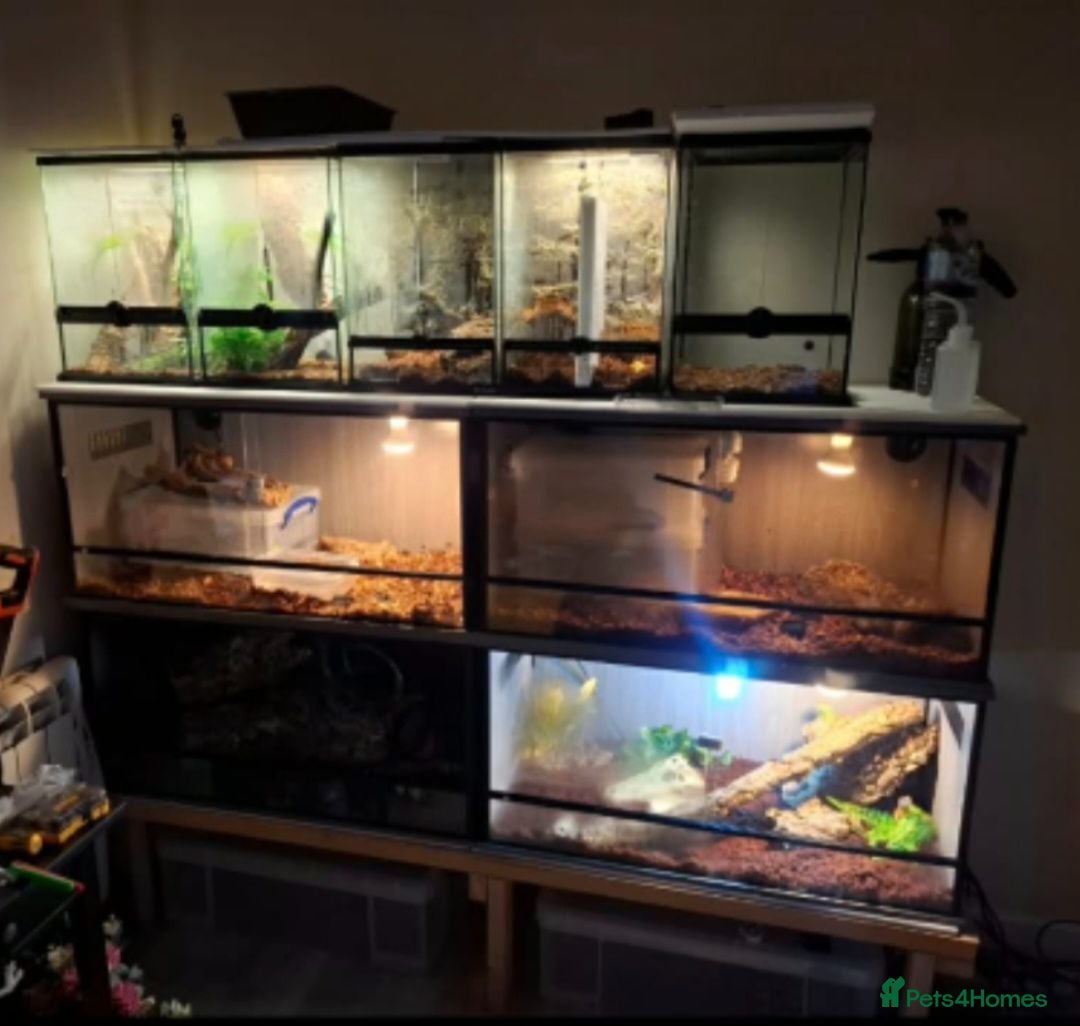 Mixed Breed reptiles (MUST LOOK!) REPTILE COLLECTION FOR SALE!  - Advert 1
