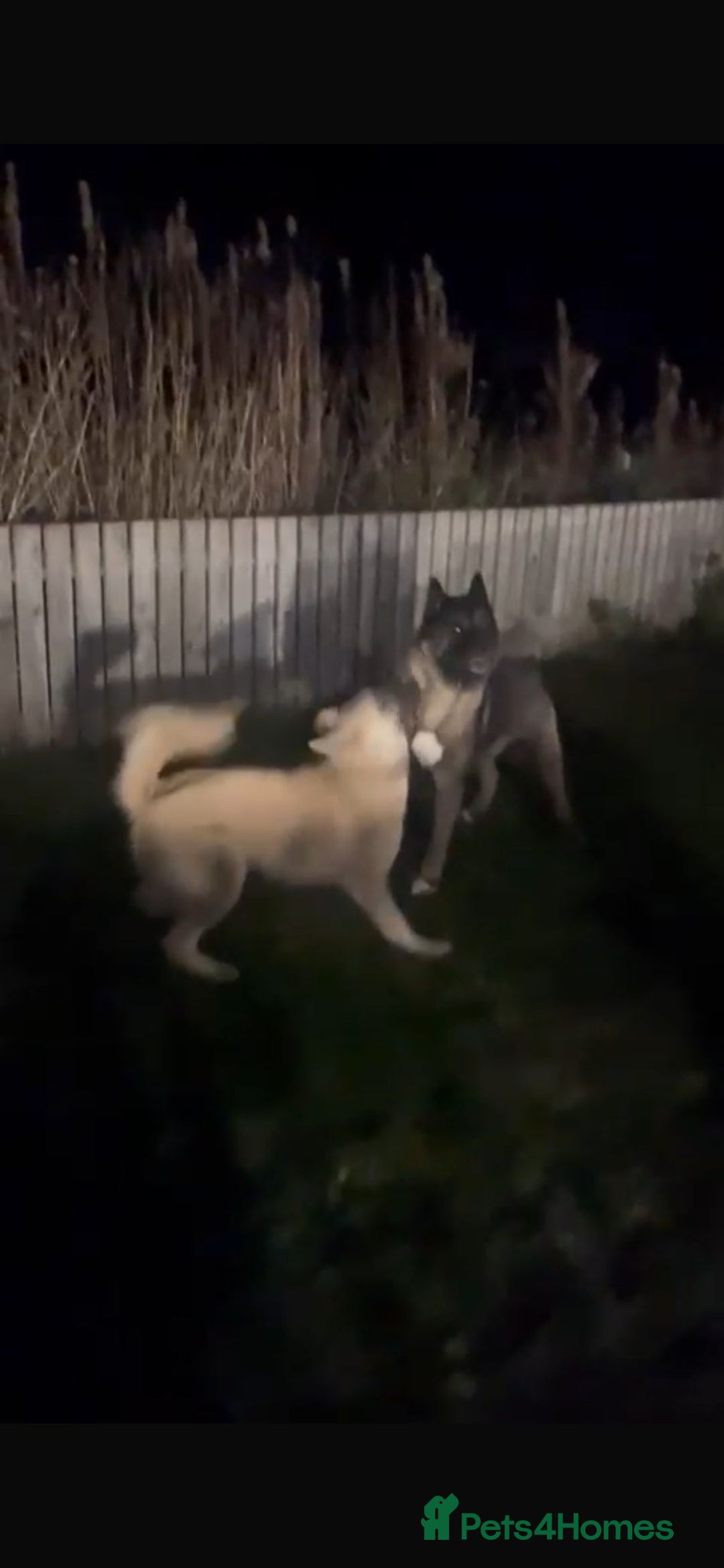 Akita dogs for sale: Akita puppies  - Advert 12