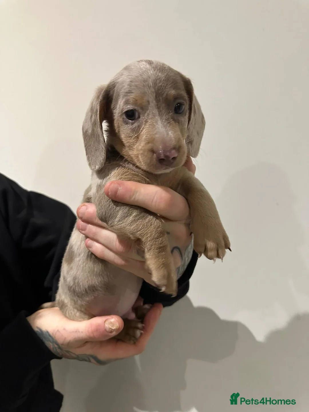 Miniature Dachshund dogs for sale: Mini dachshunds - Advert 18