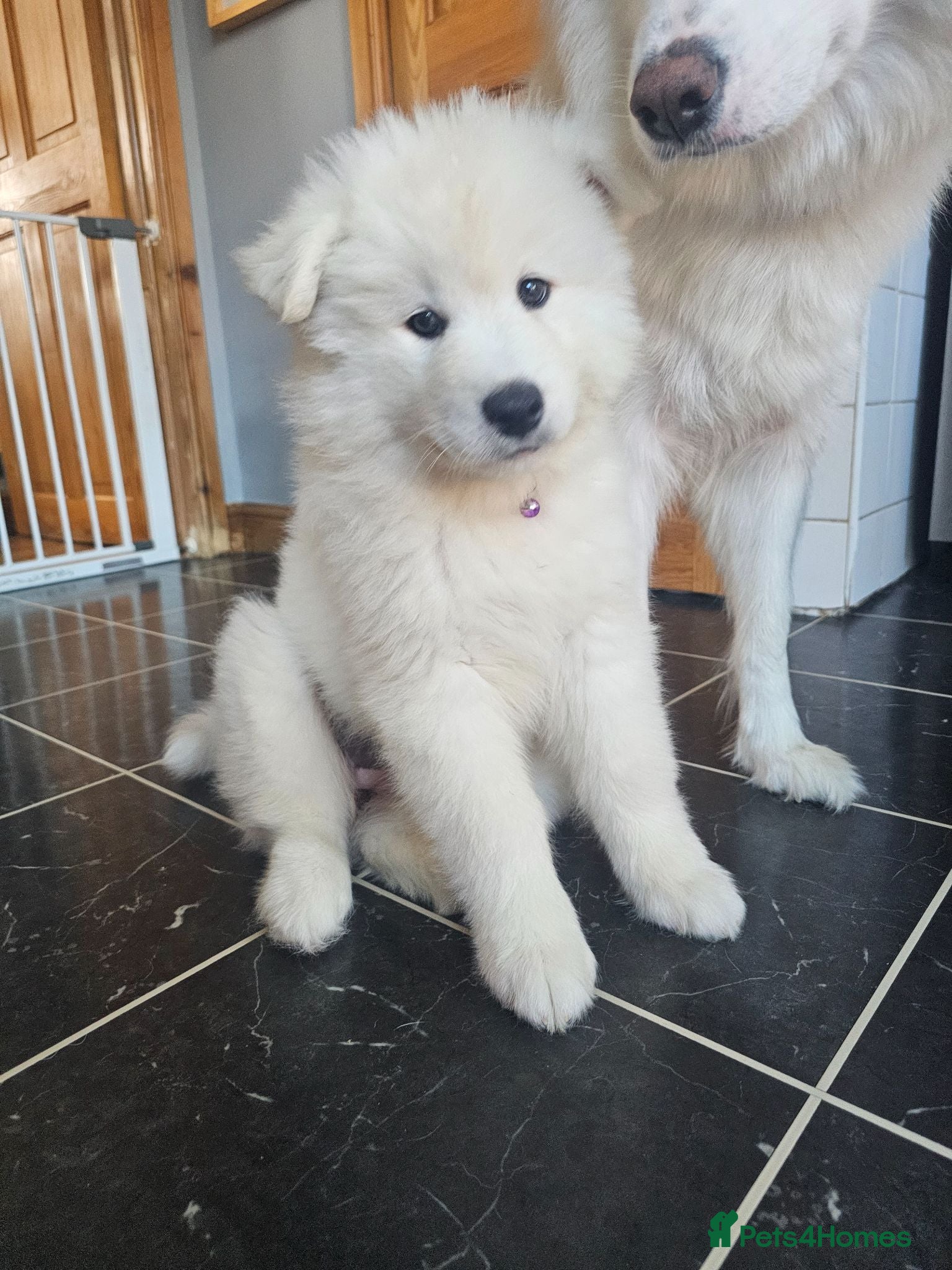 Samoyed dogs 🩷💙Samoyed puppies, 1 girl left 🩷💙 - Advert 2