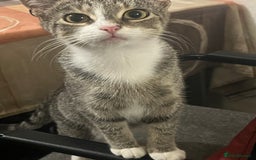 Domestic Shorthair cats for sale: Meet Zora  - Image 4