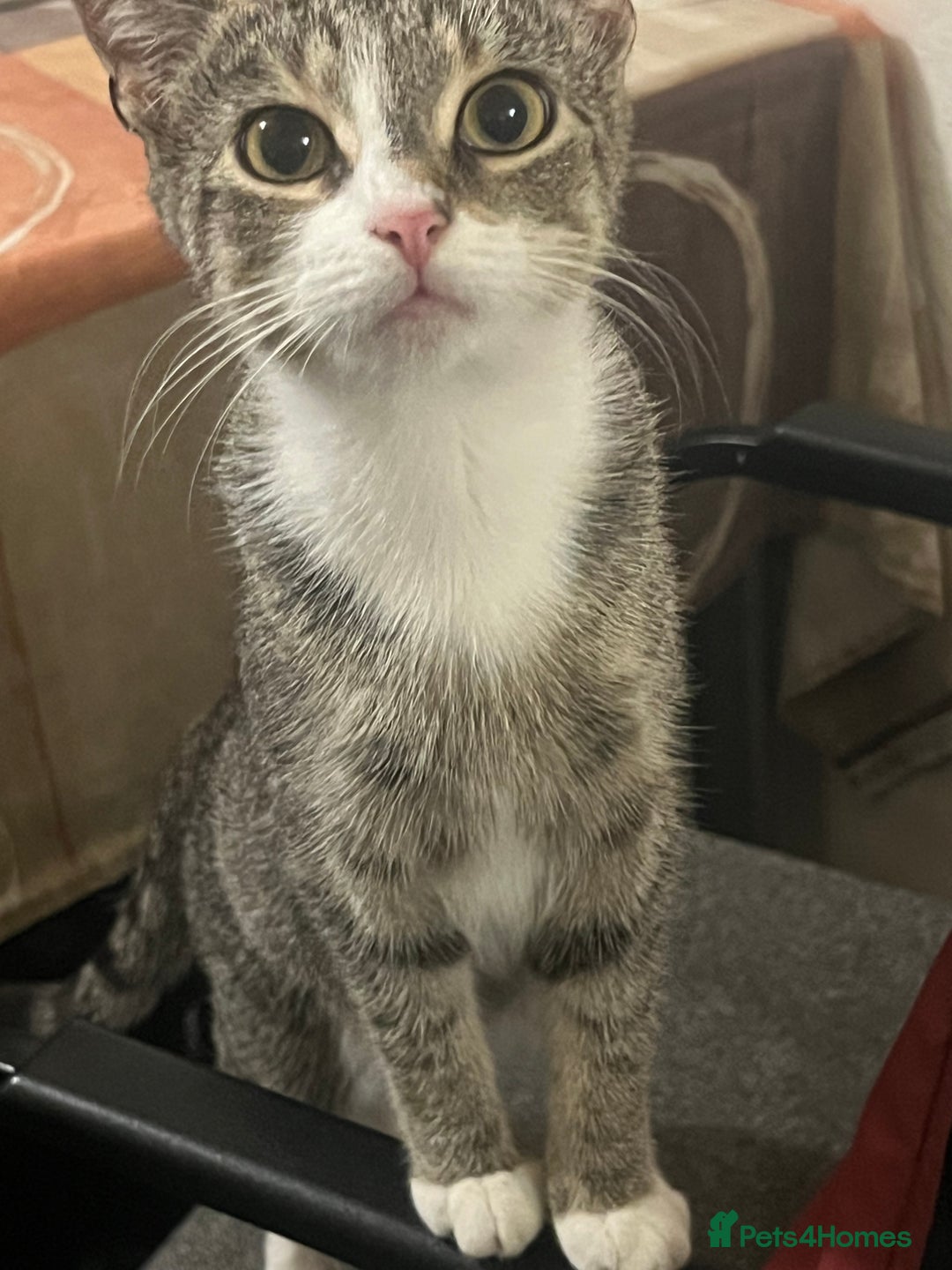 Domestic Shorthair cats for sale: Meet Zora  - Image 4