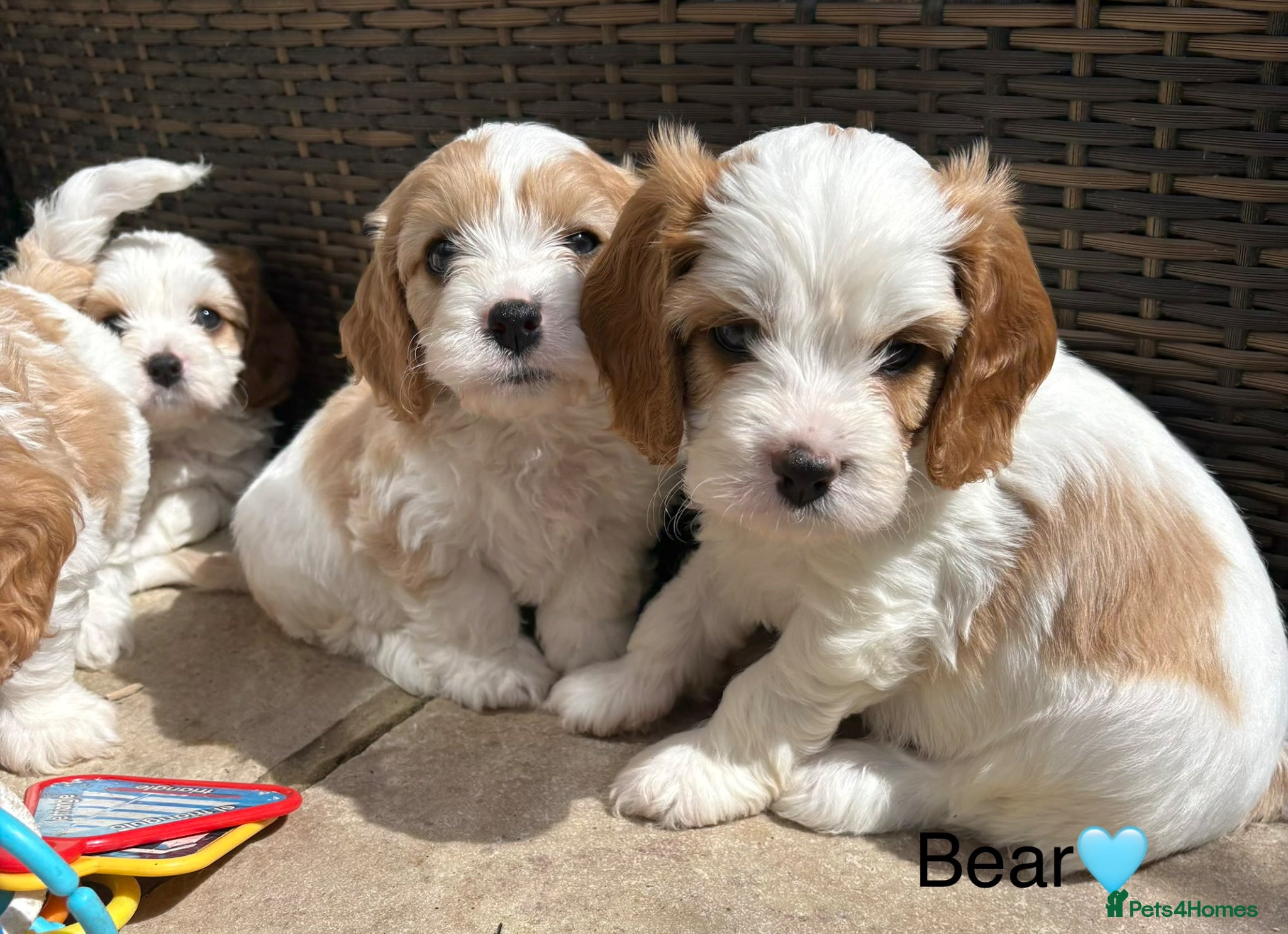 Cavapoochon dogs Beautiful Cavapoochon puppies - Advert 1