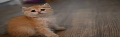 Chocolate Golden British Shorthair Kitten