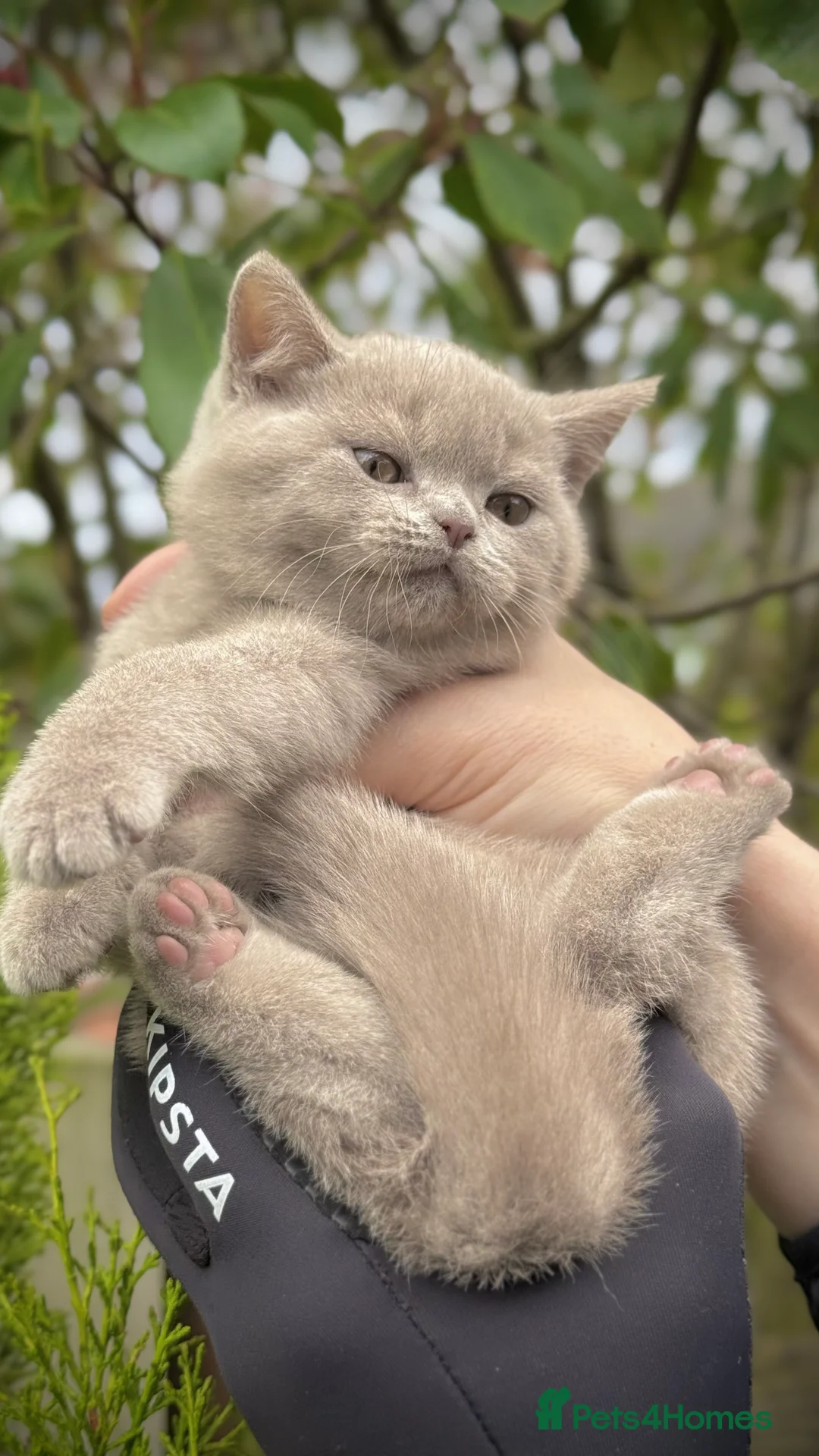 British Shorthair cats for sale: Adorable British Shorthair Blue and Lilic kittens - Advert 21