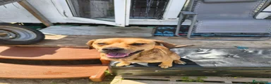 Simba 