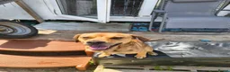 Mixed Breed dogs for sale: Angel looking for a home  in Bampton - Advert 2