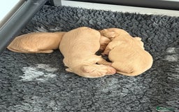 Miniature Dachshund dogs for sale: Beautiful long haired cream mini dachshund puppies - Image 8
