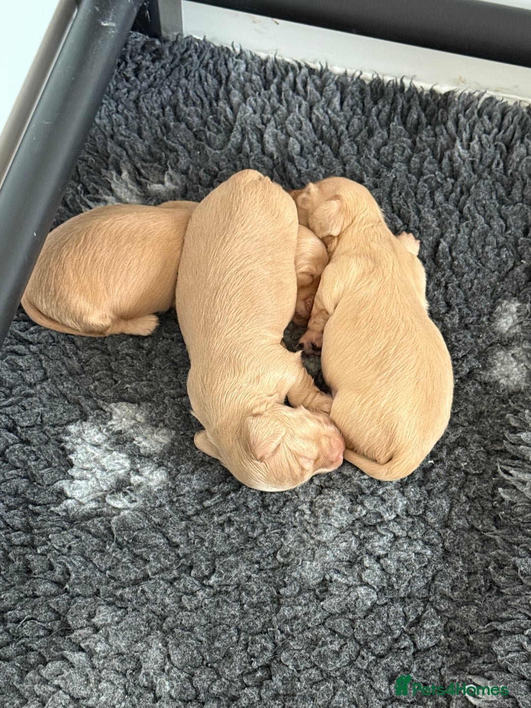 Miniature Dachshund dogs for sale: Beautiful long haired cream mini dachshund puppies - Image 8