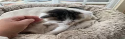 Mixed Breed cats for sale: Beautiful long hair kittens  - Advert 5
