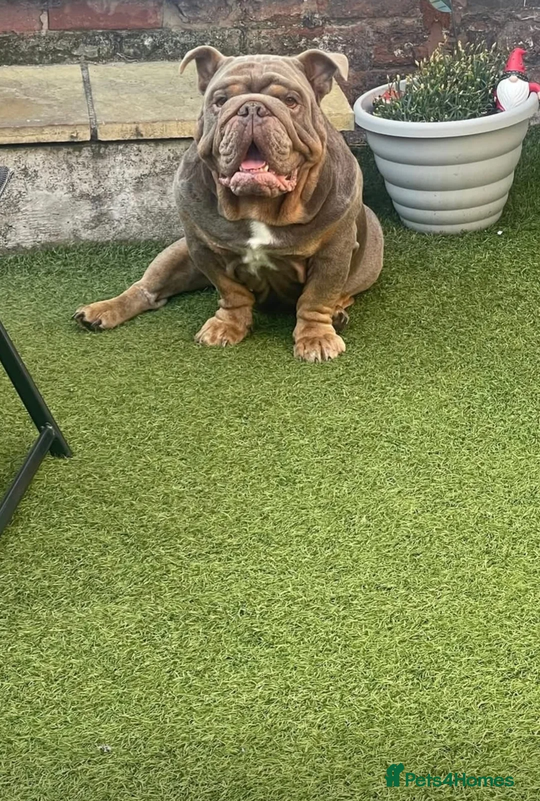 English Bulldog dogs for stud: Lilac tri bulldog - Advert 3