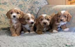 Cockapoo dogs for sale: Stunning red and golden F1 female cockapoo puppies - Image 5