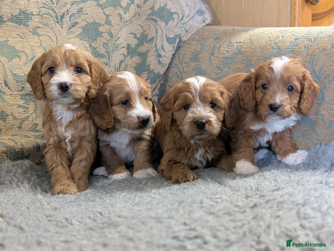 Cockapoo dogs for sale: Stunning red and golden F1 female cockapoo puppies - Image 5