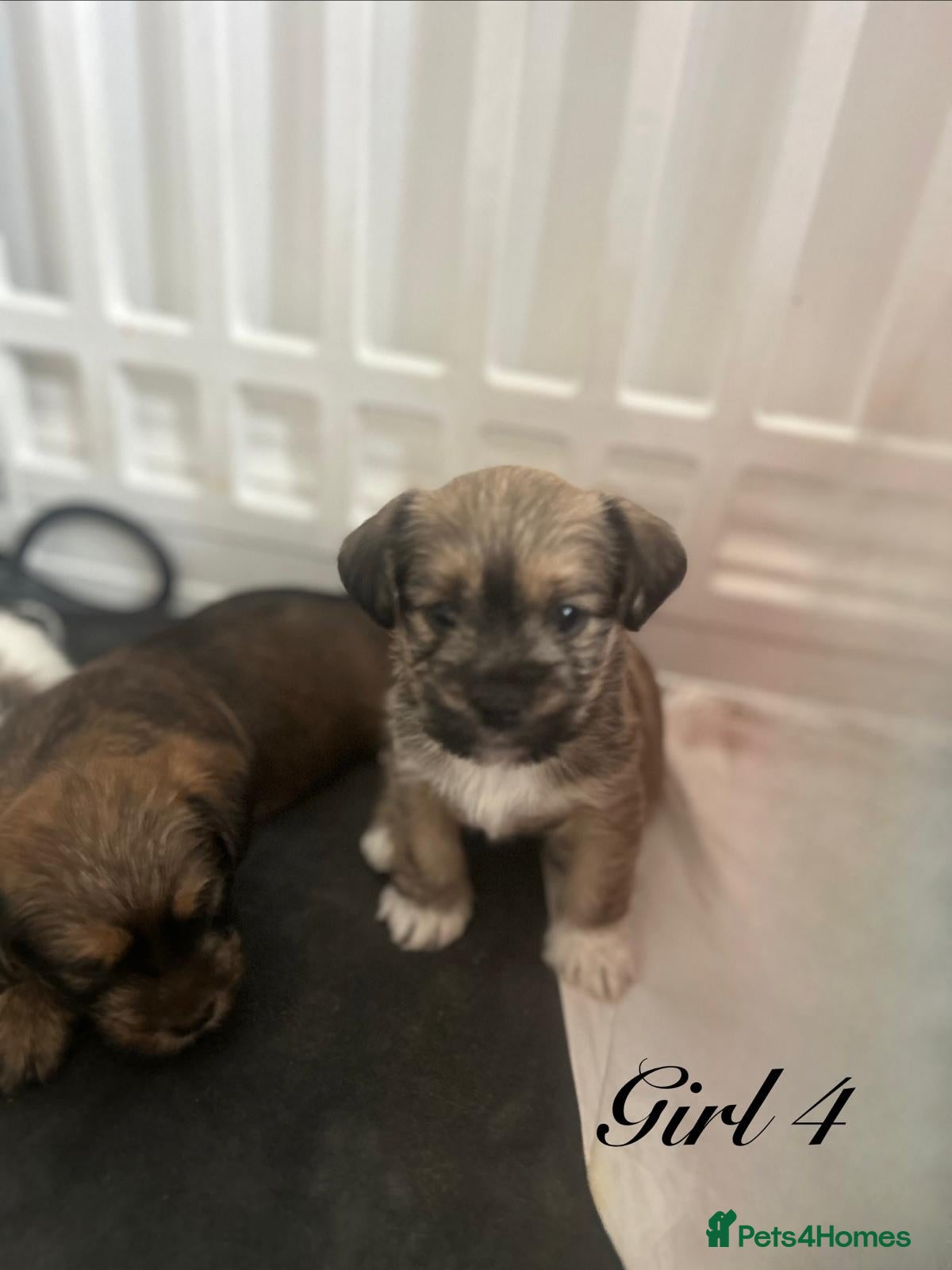 Shorkie dogs 7 adorable shih Tzu X Yorkshire terrier puppies  - Advert 2